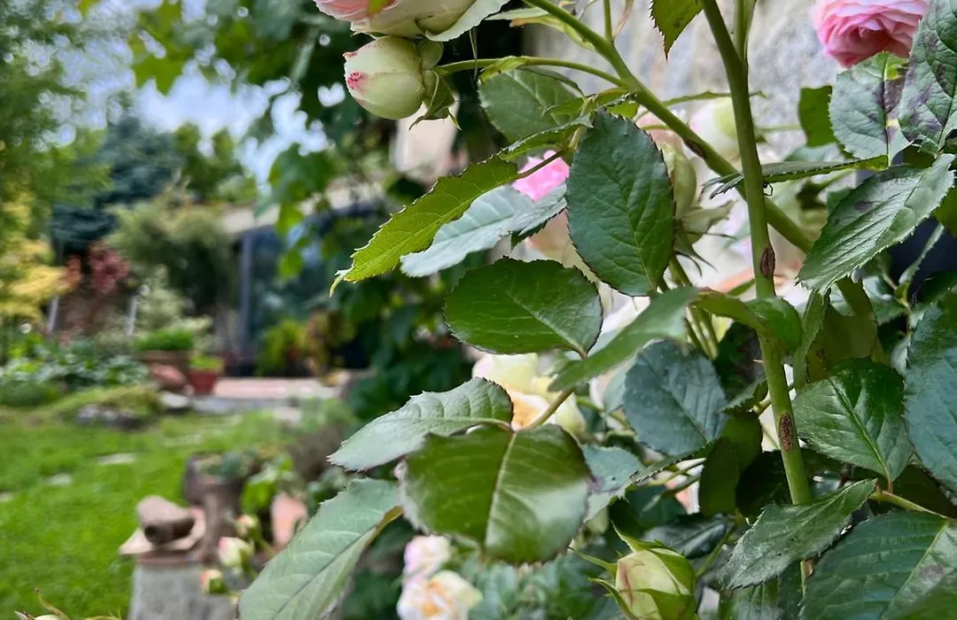 Castagna Dulcis-1
